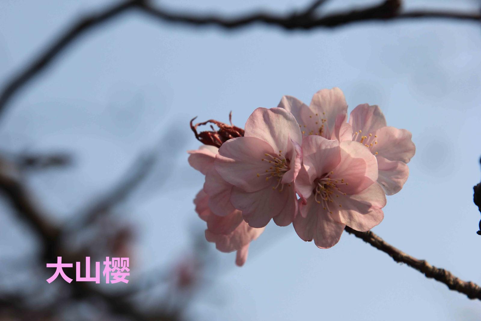 大山樱.jpg