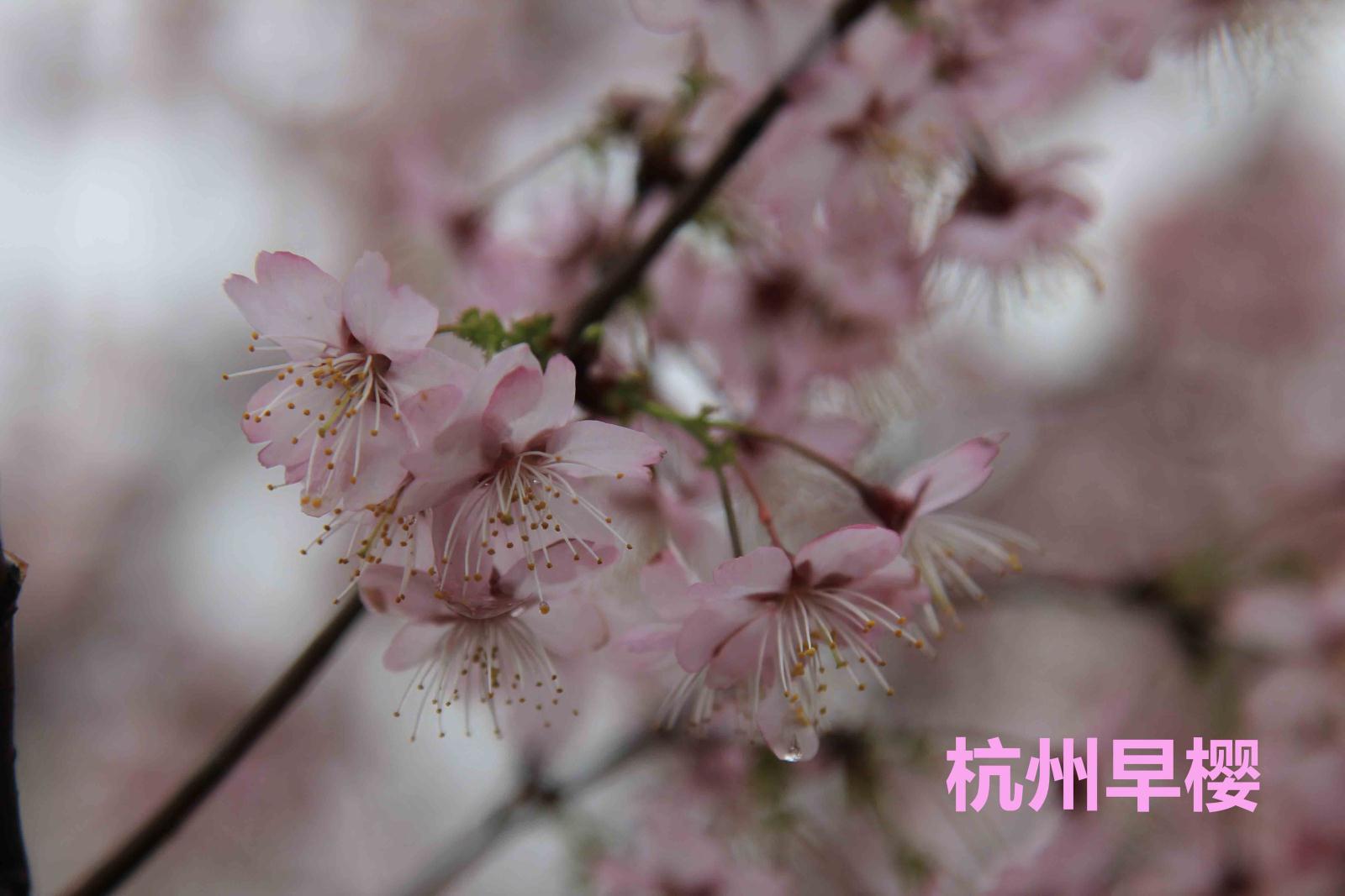 杭州早樱.jpg
