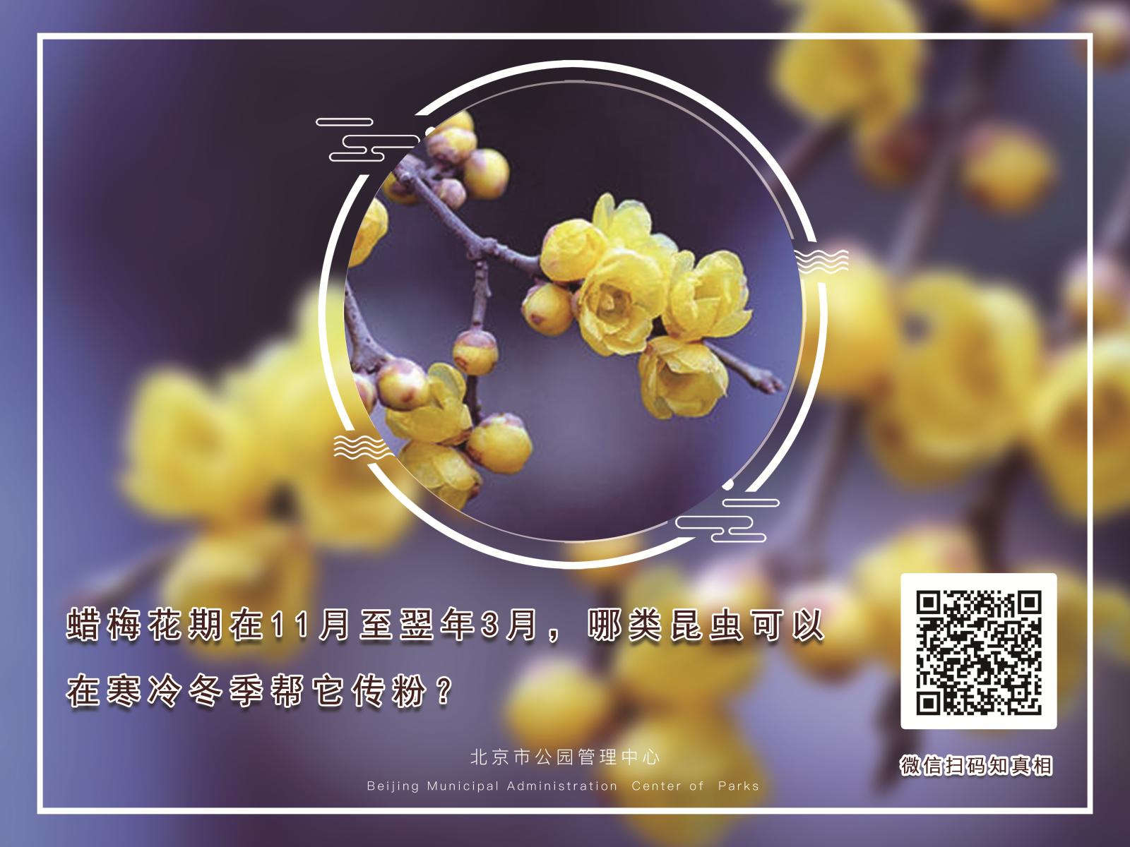 腊梅.jpg 腊梅.jpg